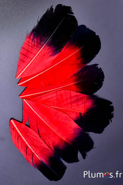 Petalo in piume - 11-15 x 5-6 cm - rosso-nero